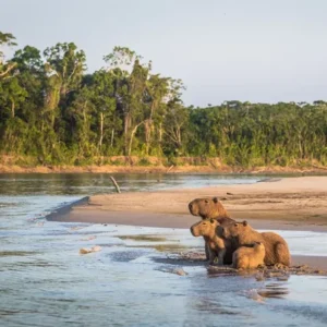 Parque Nacional del Manu 4 Días